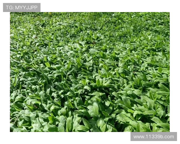 探索菠菜论坛吧：分享菠菜种植与烹饪技巧的交流平台